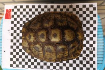 Tortoises kaufen und verkaufen Photo: Zuchtgruppe griechische Landschildkröte THB