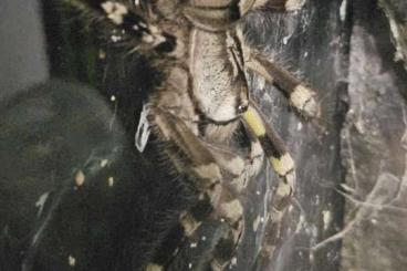 Spinnen und Skorpione kaufen und verkaufen Foto: Poecilotheria Regalis Psalmopoeus irminia Parabuthus transvalicus 