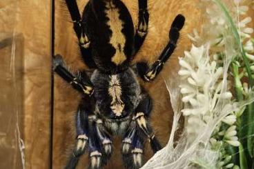 - bird spiders kaufen und verkaufen Photo: Verschiedene Spinnen abzugeben 