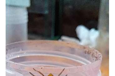 Spinnen und Skorpione kaufen und verkaufen Foto: Biete some true spiders, shipment possible 