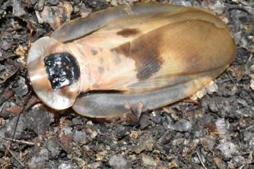 Insects kaufen und verkaufen Photo: Blaberus giganteus (Riesenschabe)