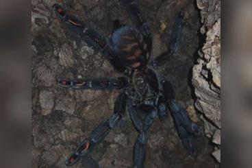 - bird spiders kaufen und verkaufen Photo: Verkaufe Psalmopoeus irminia