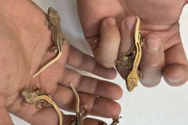 Lizards kaufen und verkaufen Photo: Verona - Correlophus Ciliatus 