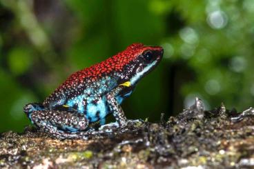 Poison dart frogs kaufen und verkaufen Photo: First legal import of  Amereega ingeri