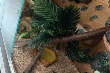 Colubrids kaufen und verkaufen Photo: 1.2 Pantherophis guttatus inkl Terrarium
