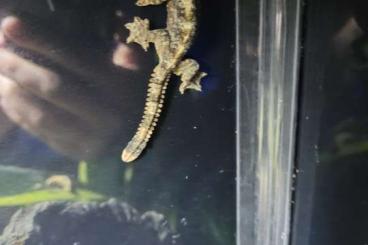 Geckos kaufen und verkaufen Photo: 0,0,1 Ptychozoon kuhli abzugeben 