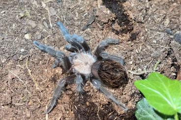 Spiders and Scorpions kaufen und verkaufen Photo: Biete Verschiedene Vogelspinnen und Skorpione 