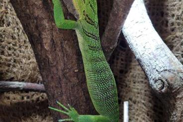 Monitor lizards kaufen und verkaufen Photo: 1,1 Varanus prasinus SORONG, eigene Nachzuchten
