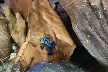 Poison dart frogs kaufen und verkaufen Photo: Verkaufe Dendrobates Azureus Nachzuchten