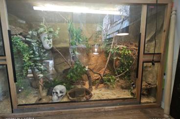 Schlangen kaufen und verkaufen Foto: Drei Kornnattern inklusive großem Terrarium suchen ein Zuhause