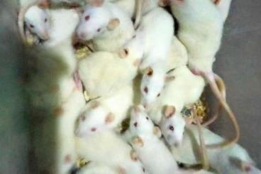 Futtertiere kaufen und verkaufen Foto: Ratten abzugeben ab 5 €  ich habe Erwachsene und kleine  kleine ab 3 €