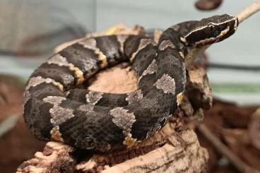 Giftschlangen kaufen und verkaufen Foto: 2.2 Agkistrodon taylori - Taylors Mokassinotter