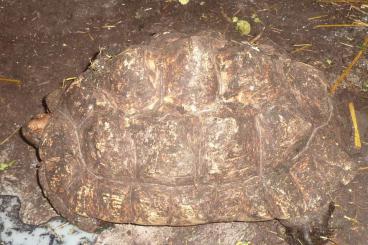 Schildkröten  kaufen und verkaufen Foto: Suche Pantherschildkröte ----  männlich ----