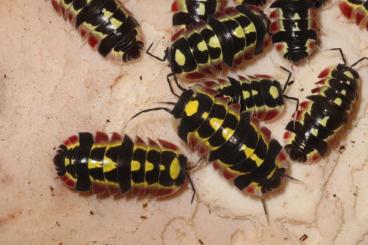 Insekten kaufen und verkaufen Foto: Merulanella sp. Red Diablo - Zierasseln - Terrarium - Haustier