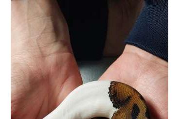 Snakes kaufen und verkaufen Photo: Mega handzahme Königspython Pied 50% het Albino 