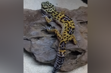 Geckos kaufen und verkaufen Foto: Leopardgeckos 2.2 (Männchen + Weibchen)