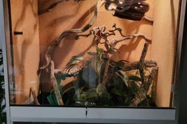 Schlangen kaufen und verkaufen Foto: Zwei Kornnattern mit kompletten Zubehör abzugeben
