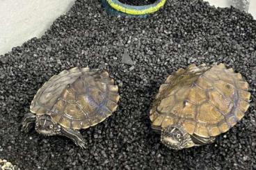 Turtles and Tortoises kaufen und verkaufen Photo: 2 Höckerschildkröten, graptemys kohuii, suchen ein neues Zuhause
