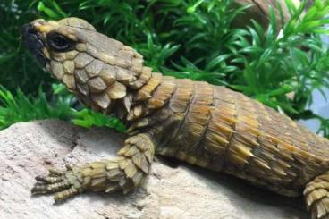Lizards kaufen und verkaufen Photo: Armadillo girdled lizard (Ouroborus cataphractus) 