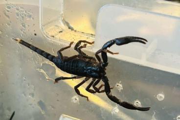 Skorpione kaufen und verkaufen Foto: Biete 2 junge Heterometrus spinifer an