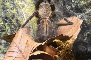 - bird spiders kaufen und verkaufen Photo: Biete Haplopelma spec. bach ma FH3 an 
