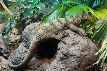 Monitor lizards kaufen und verkaufen Photo: Looking for Varanus olivaceus
