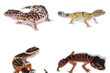 Geckos kaufen und verkaufen Foto: Uromastyx, Uroplatus, Eublepharis, Egernia