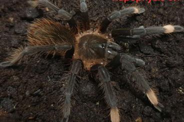 Spiders and Scorpions kaufen und verkaufen Photo: Verkaufe T.apophysis weiblich(!) nimm 3 zahle 2