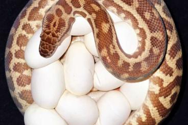 Schlangen kaufen und verkaufen Foto: Wheatbelt locality Western Stimson's python 