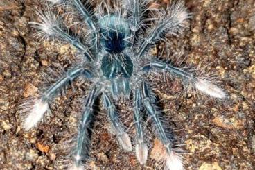 Spinnen und Skorpione kaufen und verkaufen Foto: 0.2 Theraphosa apophysis, 2.Fh, je 70€