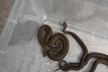 Schlangen kaufen und verkaufen Foto: Kreuzotter - Vipera berus