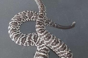 Snakes kaufen und verkaufen Photo: Crotalus , Trimeresurus, 