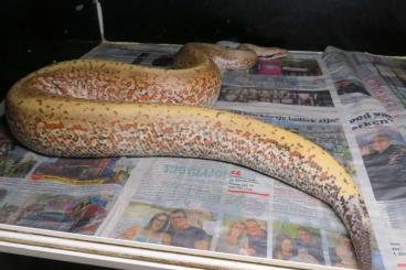 Snakes kaufen und verkaufen Photo: Python brongersmai "pepper" project