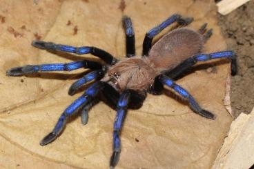 Spiders and Scorpions kaufen und verkaufen Photo: Spinnen für Weinstadt & Versand 