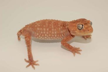 Geckos kaufen und verkaufen Photo: Biete 10.3 Nephrurus amyae 2022/2023