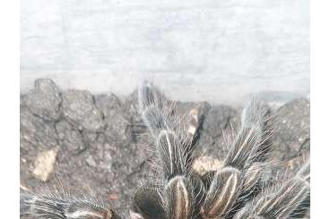 Vogelspinnen kaufen und verkaufen Foto: Biete Pamphobeteus sp machala adult 