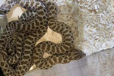 Snakes kaufen und verkaufen Photo: Albino burmese,adult Madagascar boa female,…