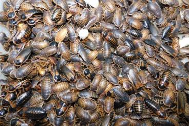 Feeder animals kaufen und verkaufen Photo: Argentinian cockroach (dubia) for sale!