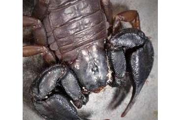 Scorpions kaufen und verkaufen Photo: 1.2 "Euscorpius concinnus" abzugeben