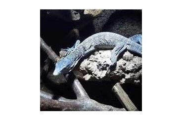 Monitor lizards kaufen und verkaufen Photo: Varanus prasinus, V. macraei 