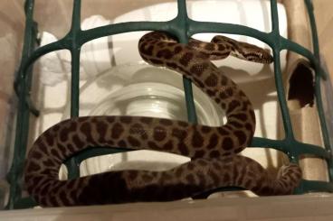 Schlangen kaufen und verkaufen Foto: 2023 Western Stimson's Pythons (Antaresia stimsoni stimsoni)