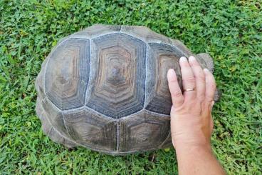 Tortoises kaufen und verkaufen Photo: Aldabrachelys gigantea tortoise 