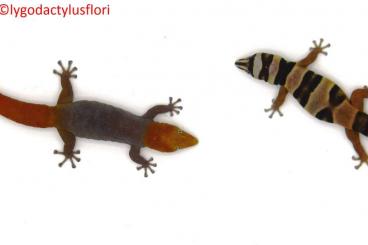 Lizards kaufen und verkaufen Photo: Zur Abgabe stehen 1.1.0.Sphaerodactylus torrei (Blutsfremd) von