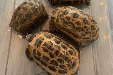 Schildkröten  kaufen und verkaufen Foto: 2.2 adult Pyxis arachnoides arachnoides