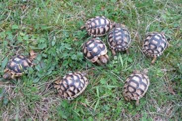Tortoises kaufen und verkaufen Photo: kleine Breitrandschildkröten NZ 2022 und 2023
