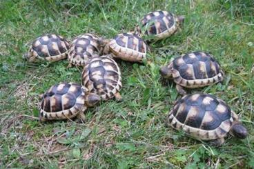 Tortoises kaufen und verkaufen Photo: Breitrandschildkröten NZ 2021