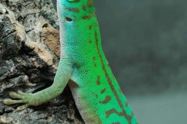 Geckos kaufen und verkaufen Foto: Phelsumen-Nachzuchten 2023 zur Abgabe