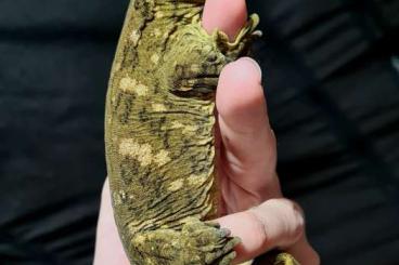 Geckos kaufen und verkaufen Foto: Rhacodactylus Leachianus Houten