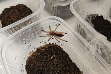 Spiders and Scorpions kaufen und verkaufen Photo: Avicularia hirschii and Avicularia rufa brasil