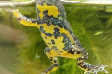 frogs kaufen und verkaufen Photo: Bombina variegata Gelbbauchunken 